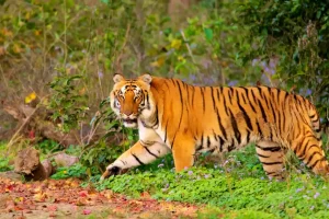 Wildlife-of-Rajasthan